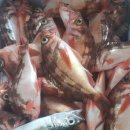 낚시만세 이미지