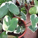 Variegated Thai variety with swirled leaves 이미지