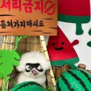 하이댕댕 이미지