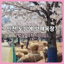 드림목장 | 인천 늘솔길공원 후기｜양떼목장·주차·피크닉 꿀팁 + 벚꽃 막차 타이밍