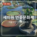 세미원 연꽃문화제 기본정보 주차 입장료 및 연꽃축제 일정