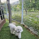 그하루 애견펜션 이미지