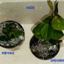 초록향기 이미지