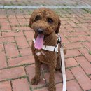 펫911 | 멍그레츄_강아지 수제간식 원데이클래스_황태 치즈 돈가스(돼지), 반려견 동반