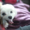 은하수 펫푸드 | 23일 박람회 후기요ㅋㅋ