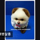삐삐펫살롱 네이버블로그