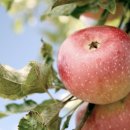 아담농장 이미지