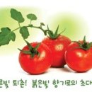 [특별공연] 2013년06월23일(일)오후3시~5시 퇴촌 토마토 축제. 이미지