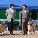 2008 KKF/KCSC 리트리버 &amp; 코카스파니엘 단독전 사진모음 10 이미지