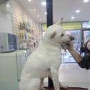 퐁실하개 이미지