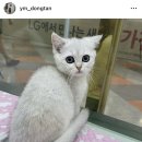 야옹아 멍멍해봐 동탄하나로점 이미지