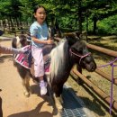 산림놀이 이미지