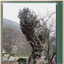 갈산토기 Daum카페