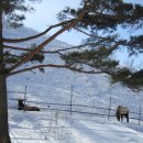 대관령사슴목장 이미지