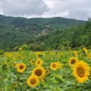 철암모텔 | 2025 태백 해바라기 축제, 인생샷 명소 구와우마을 완전 정복!