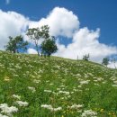 산들바람 이미지