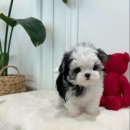 퍼피얌 그루밍 이미지