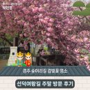여왕길 | '경주 숲머리길 겹벚꽃 명소 선덕여왕길' 주말 방문 후기 | 경주시 SNS 알리미 박인영