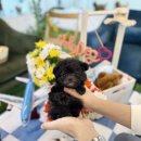 데려가개 이미지