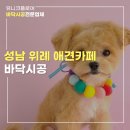 아지트댕댕 이미지