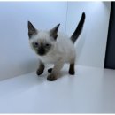 강아지에 빠지다 이미지