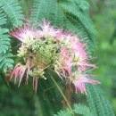 나무달쉼터 이미지