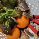 희망을키우는농부 귤이네 이미지