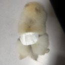 포산동물병원 | 포메라니안 알로페시아 진행과정 그리고 극복 후기