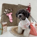 놀러오개(도화점) 이미지