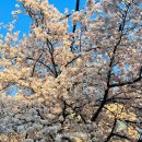울산광역시 남구 무거동 행정복지센터 | 울산 궁거랑 벚꽃축제 실시간 개화상황 프리마켓 푸드트럭 주차장 정보