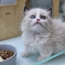 펫엔글라이더본점 | [광주 이색 반려동물 샵 방문기] 슈가글라이더부터 햄스터, 미어캣까지! 펫엔글라이더 본점 후기 🐾