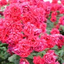 장미유치원 이미지