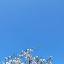 제주마중 협재 이미지