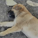 계양SKY동물메디컬센터 이미지