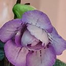 타우르스 이미지