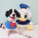 바우바우 이미지