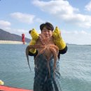 [더농부마켓 리뷰] 전복을 먹고 자란 영양 가득 자연산 돌문어... 완도 노화도 3대 어부 집안에서 당일...