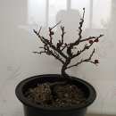 금강초롱산야초