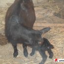 실로암2농장 이미지