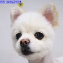 쭈 애견미용 이미지