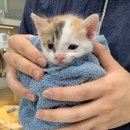 은하수 동물병원 이미지