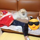 (주)애니독 | [2026] 1월 둘째주: 토익스피킹시험, 봉사활동야가다, 웹툰/애니메이션보기, 수제비와 아픈 사랑이 ㅜㅜ