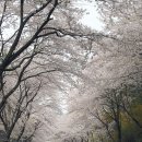 벚꽃길13 이미지