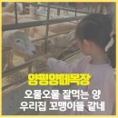 삼남매목장 2 | 양평양떼목장 : 서울 근교 1시간, 초1·2·3 아이들이...양떼목장 솔직 방문 후기🐑 주차부터 할인 꿀팁...