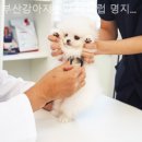 부산강아지분양 테디럽 명지본점 | [부산/분양샵] 부산강아지분양 테디럽 명지본점 오랫동안 기억에 남을 특별한 인연의 시작