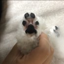 오늘DOG예쁨 이미지