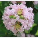 배롱나무 [crape myrtle; (학명 Lagerstroemia indica L.)] 이미지