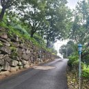 송이 초심정 이미지