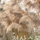 애견샵 어린왕자 이미지