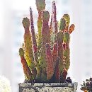 햇살다육꽃사랑 이미지